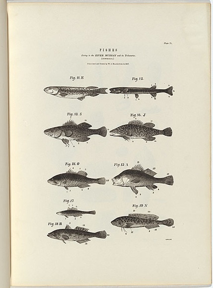 Title: b'Fishes. Living in the River Murray and its tributaries.' | Date: 1856 | Technique: b'wood-engraving, printed in black ink, from one block'