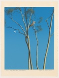 Artist: b'ROSE, David' | Title: b'Day moon and kookaburra' | Date: 1977 | Technique: b'screenprint, printed in colour, from multiple stencils'