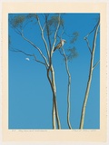 Artist: b'Rose, David.' | Title: b'Day moon and kookaburra' | Date: 1977 | Technique: b'screenprint, printed in colour, from multiple stencils'