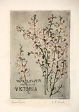 Artist: b'Crook, E.F.' | Title: b'Eriostemon.' | Date: c.1910 | Technique: b'etching, printed in black ink, from one plate; hand-coloured'