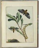 Artist: Lewin, J.W. | Title: Bombyx banksiae. | Date: 24 October 1803 | Technique: etching, printed in black ink, from one copper plate; hand-coloured; letterpress text