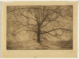 Artist: b'Coleman, Constance.' | Title: b'The old tree.' | Date: (1938) | Technique: b'etching, printed in brown ink with plate-tone, from one plate'