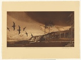 Artist: b'GRIFFITH, Pamela' | Title: b'Mutton birds return to the roost' | Date: 1984 | Technique: b'hardground-etching and aquatint, printed in brown ink, from one zinc plate' | Copyright: b'\xc2\xa9 Pamela Griffith'