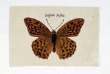 Artist: b'Scott, Harriet.' | Title: b'Arginnis paphia' | Date: c.1860 | Technique: b'lithograph, printed in colour, from multiple stones'