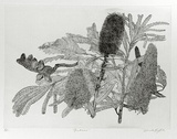 Artist: GRIFFITH, Pamela | Title: Banksias | Date: 1989 | Technique: hard ground, on one copper plate | Copyright: © Pamela Griffith