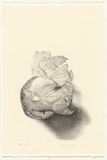 Artist: b'Pilgrim, Catherine.' | Title: b'not titled [abstract onion skin]' | Date: 2000, September | Technique: b'lithograph, printed in black ink, from one stone'