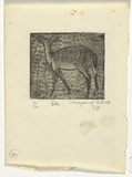 Artist: b'Cilento, Margaret.' | Title: b'Doe.' | Date: 1953 | Technique: b'aquatint, printed in black ink, from one plate'