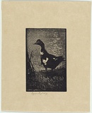 Artist: LINDSAY, Lionel | Title: The Muscovy Duck | Date: 1923 | Technique: wood-engraving, printed in black ink, from one block | Copyright: Courtesy of the National Library of Australia