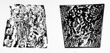 Artist: SHEARER, Mitzi | Title: Vine relief | Technique: etching, printed in black ink, from two  plates