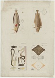 Artist: b'Hamel, Julius.' | Title: b'Proof sheet of four images of reptiles and fishes.' | Date: 1878 | Technique: b'lithograph, printed in colour, from multiple stones'