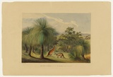Artist: Angas, George French. | Title: Grass trees at Yankallillah, with the red kangaroo. | Date: 1846-47 | Technique: lithograph, printed in colour, from multiple stones; varnish highlights by brush