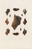 Title: Mollusques. 1-3. Buccin fusiforme. Nobis. 4-6 Pyrule trompette. Lamk. 7-9. Pyrule chauve-souris. Lamk. 10-12. La même (Variéte). | Date: c.1840 | Technique: etching; hand coloured