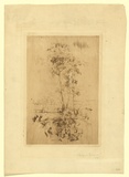 Artist: Leason, Percy. | Title: no title (tall gum trees) | Date: 1909 | Technique: drypoint, etching printed in brown ink with plate-tone, from one plate | Copyright: Permission granted in memory of Percy Leason