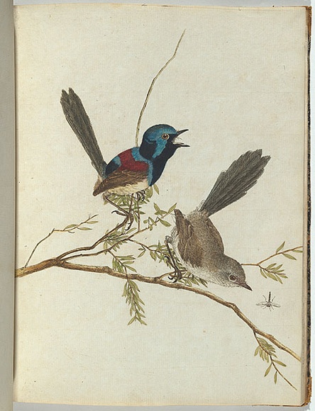 Artist: b'Lewin, J.W.' | Title: b'Variegated warbler.' | Date: 20 December 1804 | Technique: b'etching, printed in black ink, from one copper plate; hand-coloured'