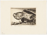 Artist: PLATT, Austin | Title: Tortoise Emydura S.P. | Date: c.1987 | Technique: etching, printed in black ink, from one plate