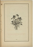 Title: b'not titled [viola betonicifolia].' | Date: 1861 | Technique: b'woodengraving, printed in black ink, from one block'