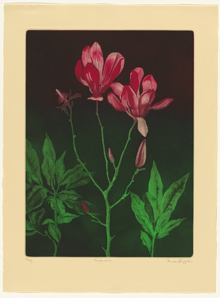 Artist: b'GRIFFITH, Pamela' | Title: b'Magnolia' | Date: 1984 | Technique: b'hardground-etching, aquatint and burnishing, printed in colour, from two zinc plates' | Copyright: b'\xc2\xa9 Pamela Griffith'