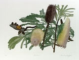 Artist: b'GRIFFITH, Pamela' | Title: b'Banksias' | Date: 1989 | Technique: b'hard ground, aquatint, burnishing, printed from one copper plate; additional hand-tinting' | Copyright: b'\xc2\xa9 Pamela Griffith'