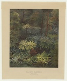Artist: b'Caire, Nicholas.' | Title: b'Fairy scene (Black Spur) Australia c.1888.' | Date: c.1878-88 | Technique: b'photo-lithograph, printed in colour, from multiple stones'