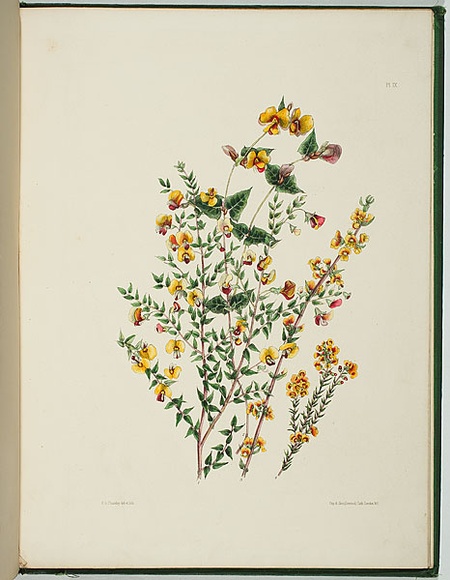 Artist: b'Charsley, Fanny Anne.' | Title: b'Bosseaea cinerea, platylobium obtusangulum, aotus villosus and dillwynia cinerascens.' | Date: 1867 | Technique: b'lithograph, printed in black ink, from one stone; handcoloured'