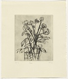 Artist: b'Furlonger, Joe.' | Title: b'Roses' | Date: 1992 | Technique: b'etching, printed in black ink, from one plate'