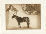Artist: GRIFFITH, Pamela | Title: The noble horse | Date: 1981 | Technique: etching, soft ground, splatter printed in brown ink, from one magnesium plate | Copyright: © Pamela Griffith