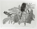 Artist: b'GRIFFITH, Pamela' | Title: b'Banksias' | Date: 1989 | Technique: b'hard ground, on one copper plate' | Copyright: b'\xc2\xa9 Pamela Griffith'