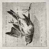 Artist: SIDMAN, William | Title: The dead sparrow | Date: 1890s | Technique: etching, printed in black ink with plate-tone, from one copper plate