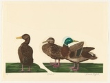 Artist: b'GRIFFITH, Pamela' | Title: b'Ducks' | Date: 1985 | Technique: b'hardground-etching and aquatint, printed in colour, from three shaped zinc plates' | Copyright: b'\xc2\xa9 Pamela Griffith'