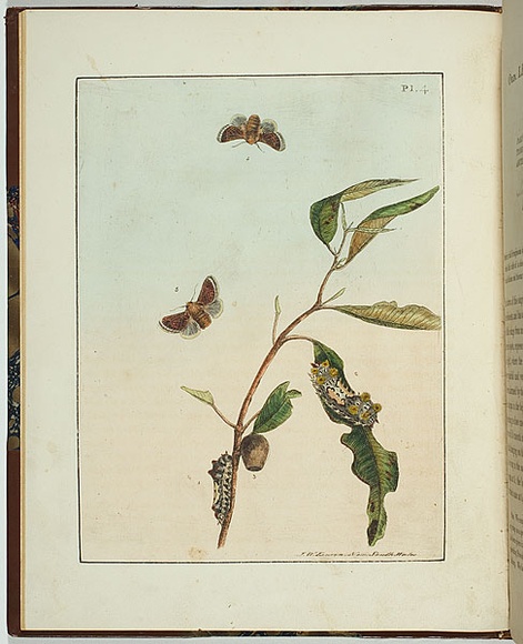 Artist: b'Lewin, J.W.' | Title: b'Bombyx vulnerans' | Date: 01 May 1803 | Technique: b'etching, printed in black ink, from one copper plate; hand-coloured'