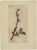 Artist: Dwyer, Ella. | Title: Pussy willow. | Date: c.1933 | Technique: etching, printed in brown ink with plate-tone, from one plate