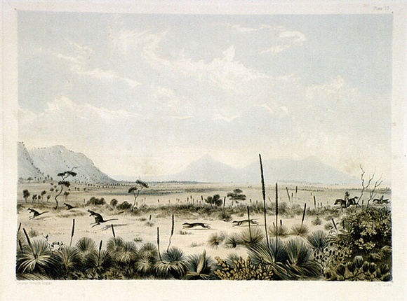Artist: b'Angas, George French.' | Title: b'Kangaroo hunting, near Port Lincoln. Albert Park in the distance.' | Date: 1846-47 | Technique: b'lithograph, printed in colour, from multiple stones; varnish highlights by brush'