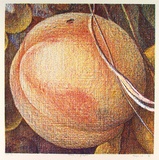 Artist: b'Maguire, Tim.' | Title: b'Peach and grapes' | Date: 1996, February - March | Technique: b'lithograph, printed in colour, from multiple plates' | Copyright: b'\xc2\xa9 Tim Maguire'