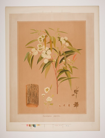 Artist: b'UNKNOWN' | Title: b'Eucalyptus piperita' | Date: 1882 | Technique: b'lithograph, printed in colour, from multiple stones [or plates]'