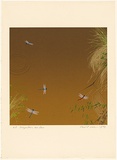 Artist: b'Rose, David.' | Title: b'Dragonflies over dam' | Date: 1979 | Technique: b'screenprint, printed in colour, from multiple stencils'