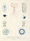 Title: Mollusques et zoophytes | Date: 1807 | Technique: colour engraving printed from one plate