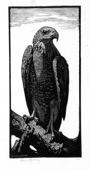 Artist: b'LINDSAY, Lionel' | Title: b'The brown hawk' | Date: 1924 | Technique: b'wood-engraving, printed in black ink, from one block' | Copyright: b'Courtesy of the National Library of Australia'