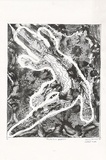Artist: Clarmont, Sammy. | Title: Mouth River crocodile | Date: 1997 | Technique: lithograph, printed in black ink, from one stone