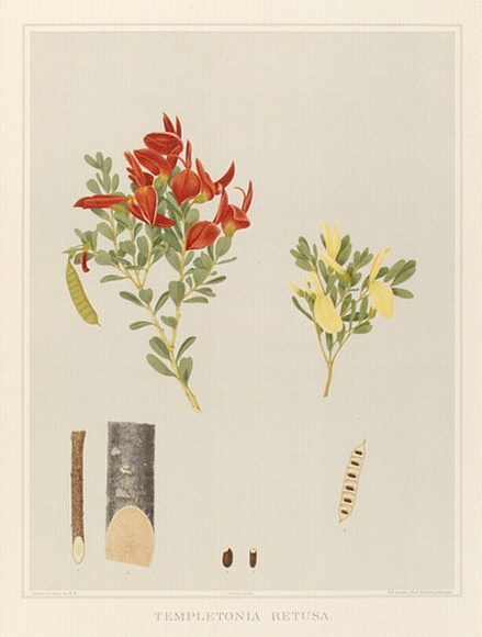 Artist: b'Fiveash, Rosa' | Title: b'Templetonia retusa.' | Date: 1890 | Technique: b'lithograph, printed in colour, from multiple stones [or plates]'