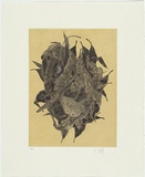 Artist: HALL, Fiona | Title: Green ant nest | Date: 2006 | Technique: etching, printed in black ink, from one plate
