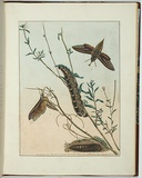 Artist: b'Lewin, J.W.' | Title: b'Sphinx oldenlandiae.' | Date: 29 December 1803 | Technique: b'etching, printed in black ink, from one copper plate; hand-coloured'