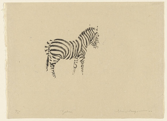 Artist: b'MACQUEEN, Mary' | Title: b'Zebra' | Date: 1967 | Technique: b'lithograph, printed in black ink, from one plate' | Copyright: b'Courtesy Paulette Calhoun, for the estate of Mary Macqueen'