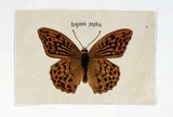 Artist: Scott, Harriet. | Title: Arginnis paphia | Date: c.1860 | Technique: lithograph, printed in colour, from multiple stones