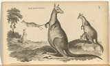 Title: The kangaroo. | Date: 1800 | Technique: engraving, printed in black ink, from one copper plate; hand-coloured