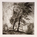 Artist: b'FEINT, Adrian' | Title: b'(Trees).' | Date: 1980 | Copyright: b'Courtesy the Estate of Adrian Feint'