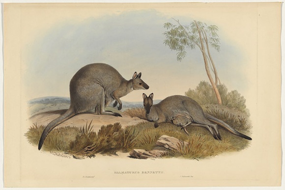 Title: b'Halmaturus bennettii' | Date: 1841 | Technique: b'lithograph, printed in black ink, from one plate; hand-coloured'