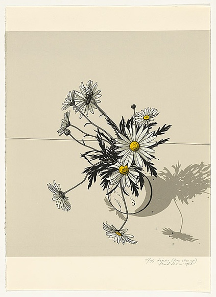 Artist: b'ROSE, David' | Title: b'Daisies (from close up)' | Date: 1984 | Technique: b'screenprint, printed in colour, from multiple stencils'
