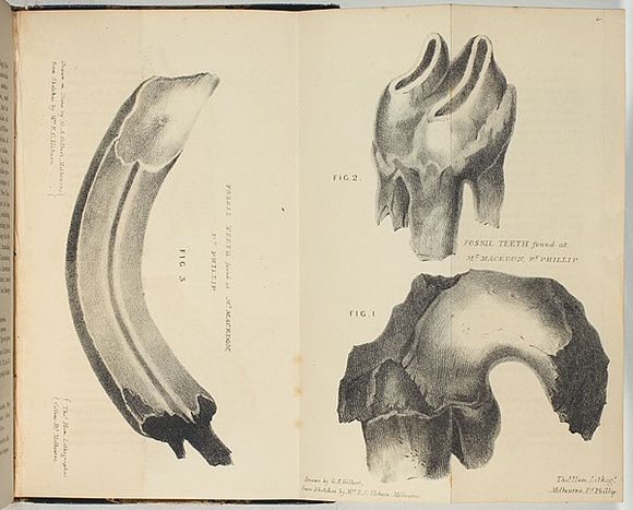 Artist: b'Hobson, Margaret.' | Title: b'Fossil teeth found at Mt Macedon, Port Phillip.' | Date: 1846 | Technique: b'lithograph, printed in black ink, from one stone'