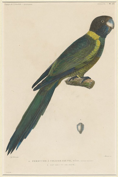 Title: b'La Perruche \xc3\xa0 collier jaune, m\xc3\xa2le. Son bec vu de face. [Yellow collared parrot, male.]' | Date: 1833 | Technique: b'engraving, printed in black ink, from one copper plate; hand-coloured'