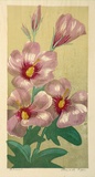 Artist: b'Higgs, Florence.' | Title: b'Hibiscus' | Date: (1954) | Technique: b'linocut, printed in colour, from six blocks'